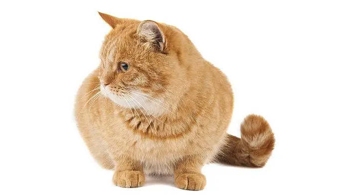 猫咪为什么会摇晃身体呢