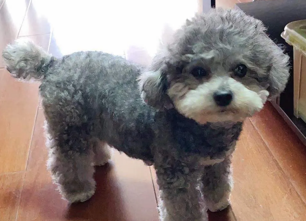 灰贵宾返灰过程要多久完成