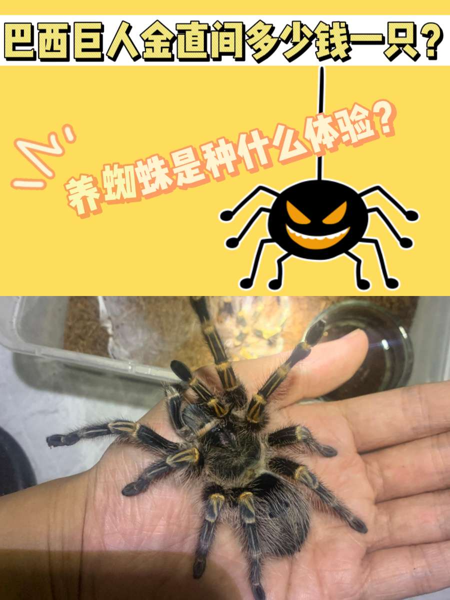 巴西巨人金直间多少钱一只？养蜘蛛难不难？