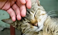 猫咪为什么喜欢蹭额头啊