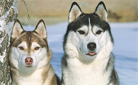 公犬和母犬哪只更强？初学者如何选，让我要告诉你