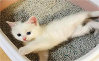 小猫多大的时候用猫砂盆