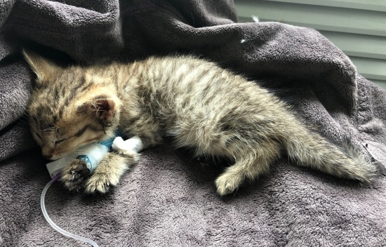 猫能自己挺过猫瘟吗几率大吗