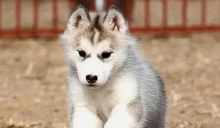 哈士奇幼犬喂养中的常识是什么?宠主看过来 哈士奇幼犬喂养中的常识是什么?宠主看过来