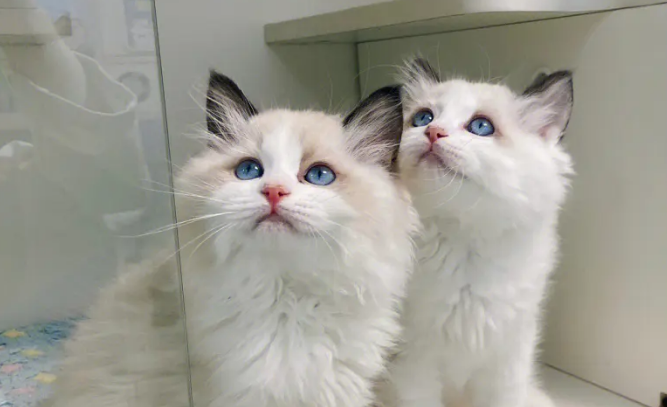 海双布偶猫和蓝双布偶猫的区别