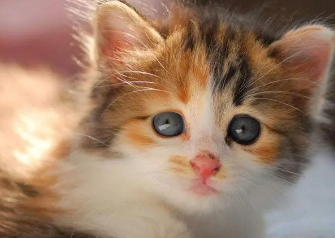 猫咪为什么有的时候会撒娇呢 猫咪为什么有的时候会撒娇呢