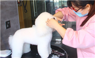 宠物b级美容师好不好考