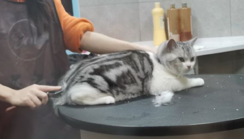 宠物店加盟费要多少钱
