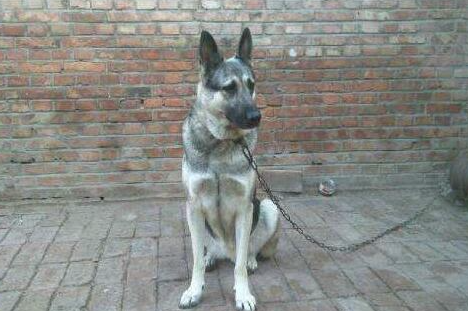 养“狼青犬”的5大坏处,看了你要敢养吗? 养“狼青犬”的5大坏处,看了你要敢养吗?