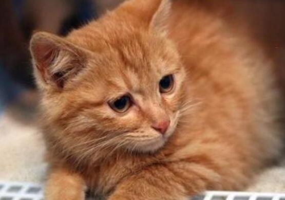 猫咪打针后拉稀怎么办?猫咪打完针后拉肚子是怎么回事? 猫咪打针后拉稀怎么办?猫咪打完针后拉肚子是怎么回事?