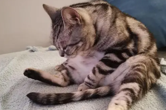 猫咪为什么会出现咬尾巴