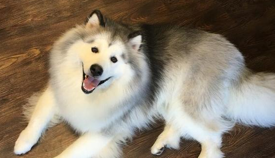 阿拉斯加犬不太好养？原来是这五个缘故，很致命性
