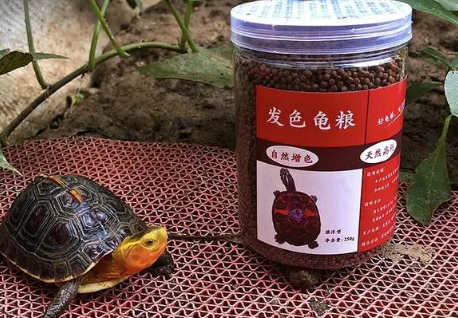 蛋龟吃什么龟粮最好？来看看~