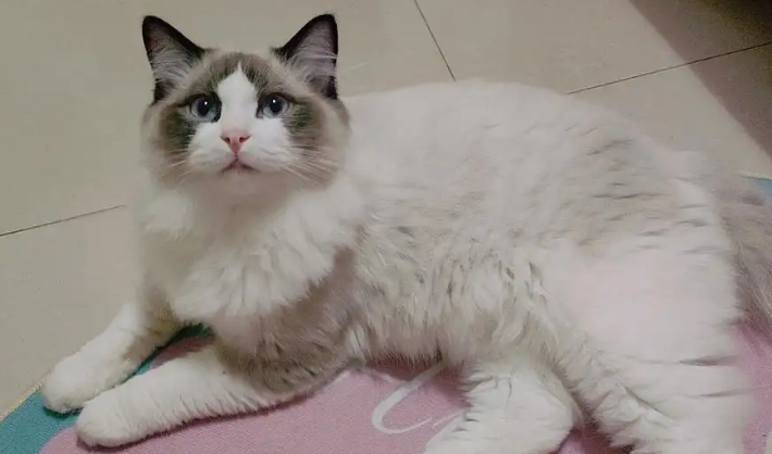 布偶猫和土猫杂交图片