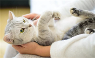 一摸猫咪,猫咪就发出呼噜声是怎么回事啊?