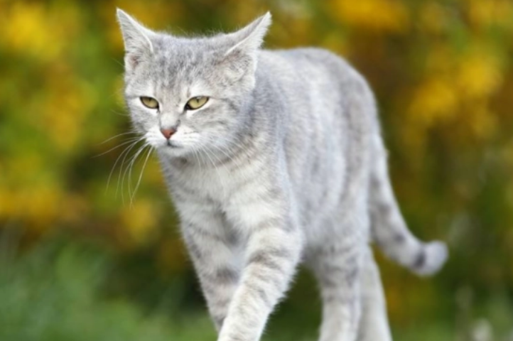 猫咪为什么想要走路