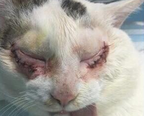 猫咪眼睑内翻怎么办? 猫咪眼睑内翻怎么办?
