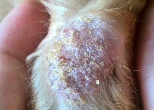 狗狗真菌皮肤病，一般得了会有哪些表现？
