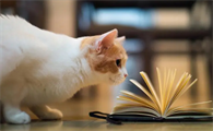 猫猫老上厕所?小心结石大危机