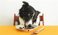 如何选好边牧幼犬狗粮