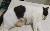 猫咪肝脏不好有什么症状表现