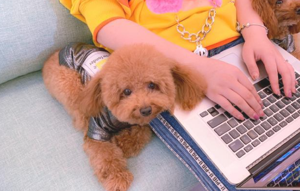 喂养泰迪犬感受，网民：它如同电磁铁一样，要我丧失随意