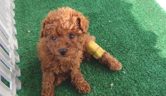 难怪泰迪犬不让你抱，这5件事儿，每一件都让它远离你