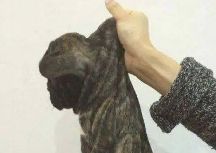 为何掐住狗狗脖子后面的肉,狗就一动不动?缘故有五个! 为何掐住狗狗脖子后面的肉,狗就一动不动?缘故有五个!