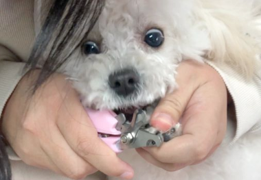 不小心剪到狗狗血线会怎么样