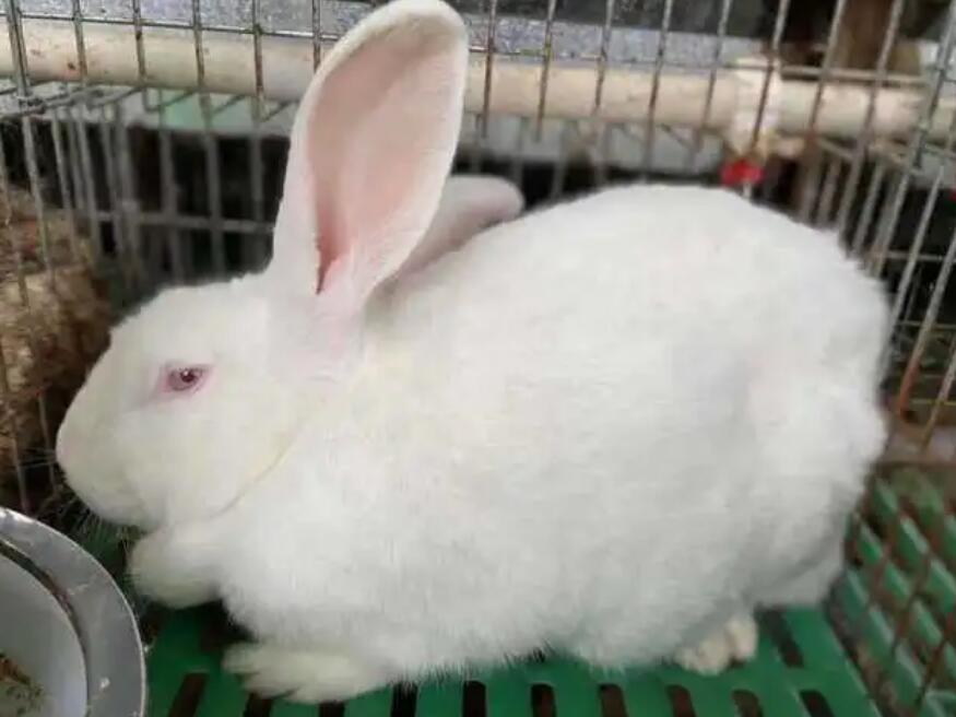 如何辨别新西兰肉兔