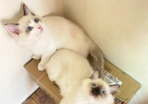 布偶猫买公猫还是母猫好 布偶猫买公猫还是母猫好