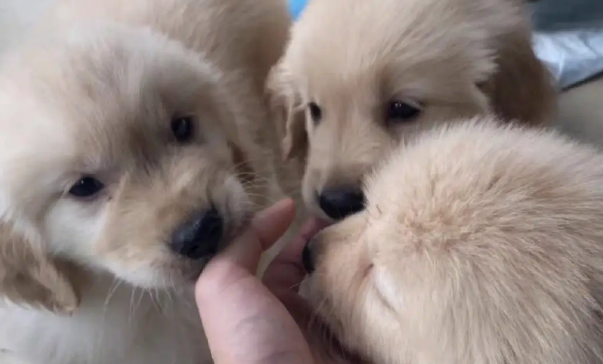 金毛幼犬名字怎么取 金毛幼犬名字怎么取