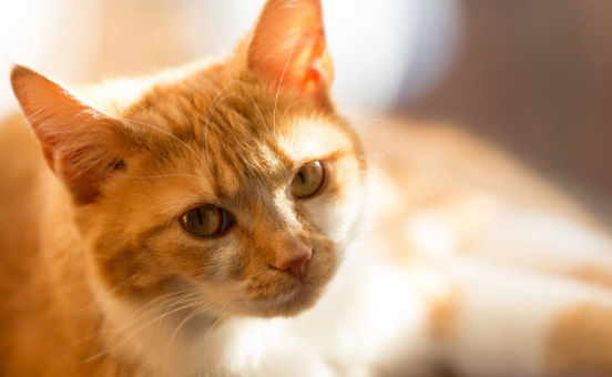 猫咪换粮之后呕吐不怎么吃东西了怎么办？