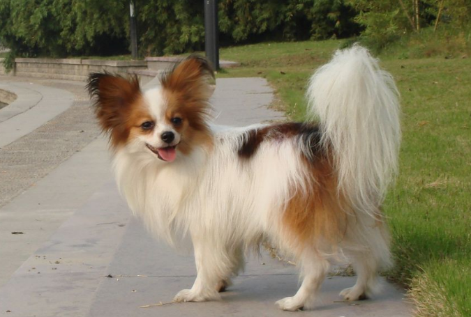 蝴蝶犬串串长大后的样子图片 蝴蝶犬串串长大后的样子图片