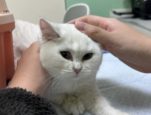 猫咪细小有什么症状?有哪些表现? 猫咪细小有什么症状?有哪些表现?