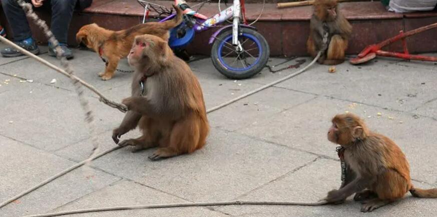 耍猴之夜的丑照 耍猴之夜的丑照