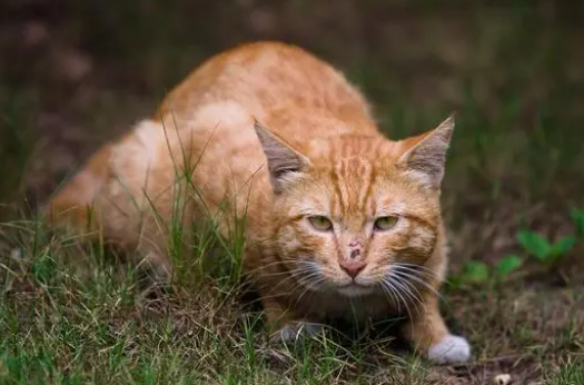 猫为什么爱吃老鼠?从科学角度解释猫为什么吃老鼠! 猫为什么爱吃老鼠?从科学角度解释猫为什么吃老鼠!