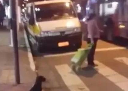 这狗狗超级守法，路人闯红灯了，唯独它还在等绿灯！太敬佩了