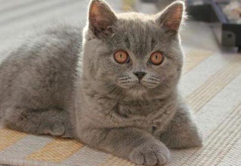 最便宜的宠物猫，它们可能来自哪里？