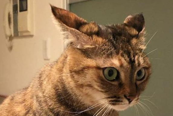 猫咪飞机耳是怎么回事呢