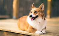 狗狗为什么得口腔肿瘤