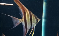 埃及神仙鱼翻鳃怎么治