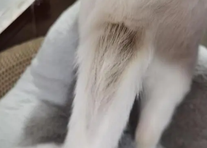 猫咪油尾巴是为什么