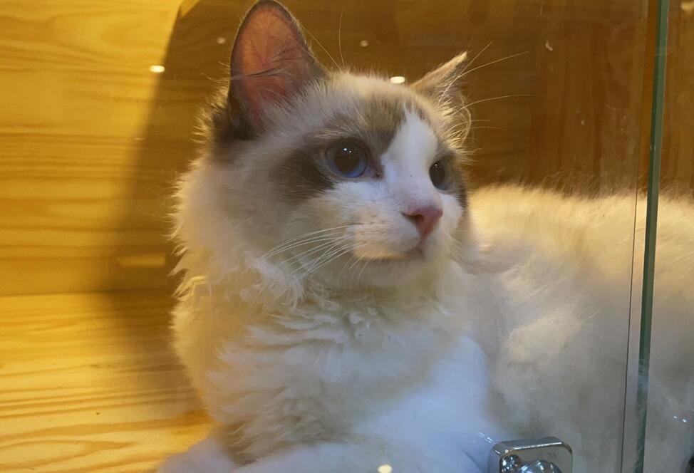 小猫来了猫舍可以进去看吗 小猫来了猫舍可以进去看吗