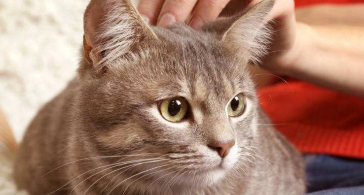 猫咪喜欢看到主人吗