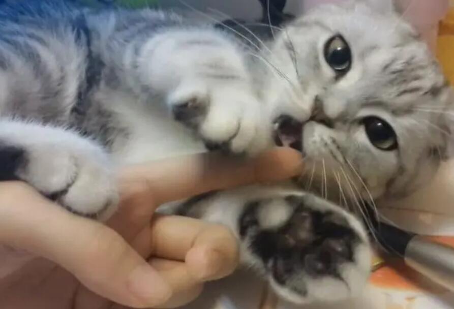 猫舔你的手是什么表现呢