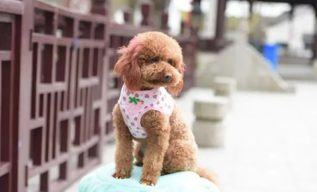 泰迪狗如何训练吃狗粮的能力