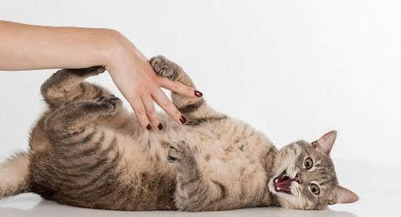 猫咪社交能力差，如何开拓宠物猫咪社交能力？