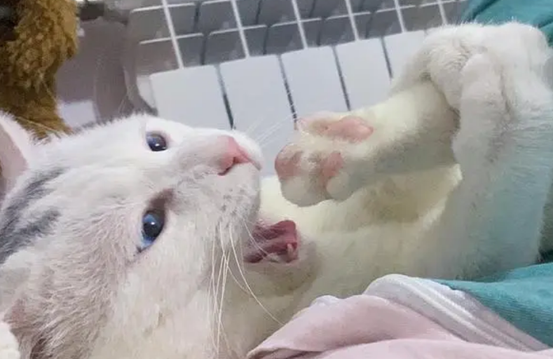 猫咪为什么有时会非常用力的啃脚