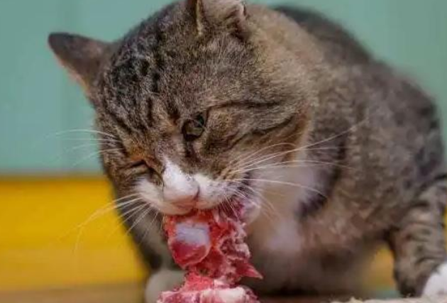 宠物猫可以吃生骨肉吗 宠物猫可以吃生骨肉吗
